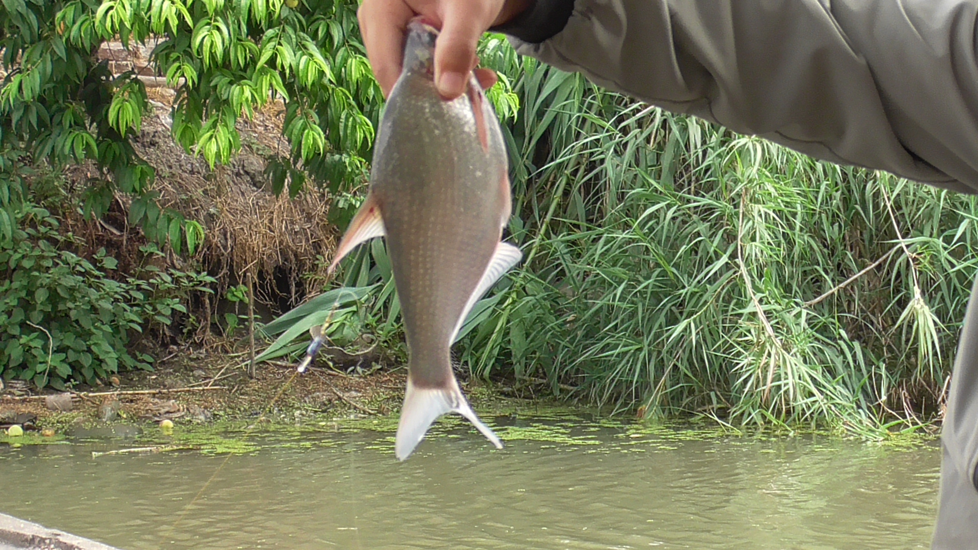 下雨前几天没口、闹小鱼？作钓时记住这四点，鱼获也不少
