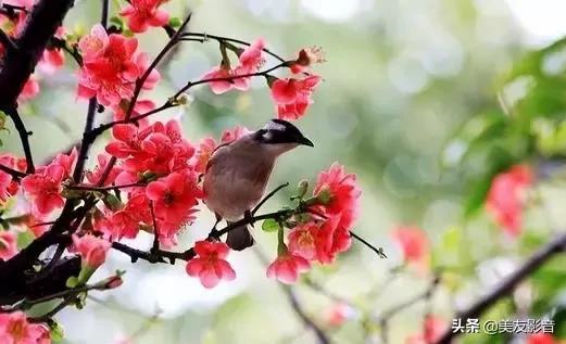 古诗词中的春天珍藏版,古诗词里的春天合集