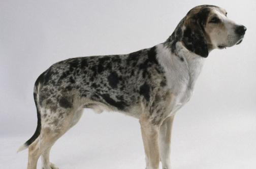 宠物狗大全免费观看,什么狗最好养又听话又聪明大型犬