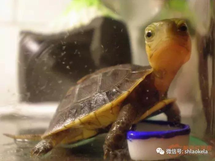 黄缘乌龟宠物,黄缘龟喜欢的植物