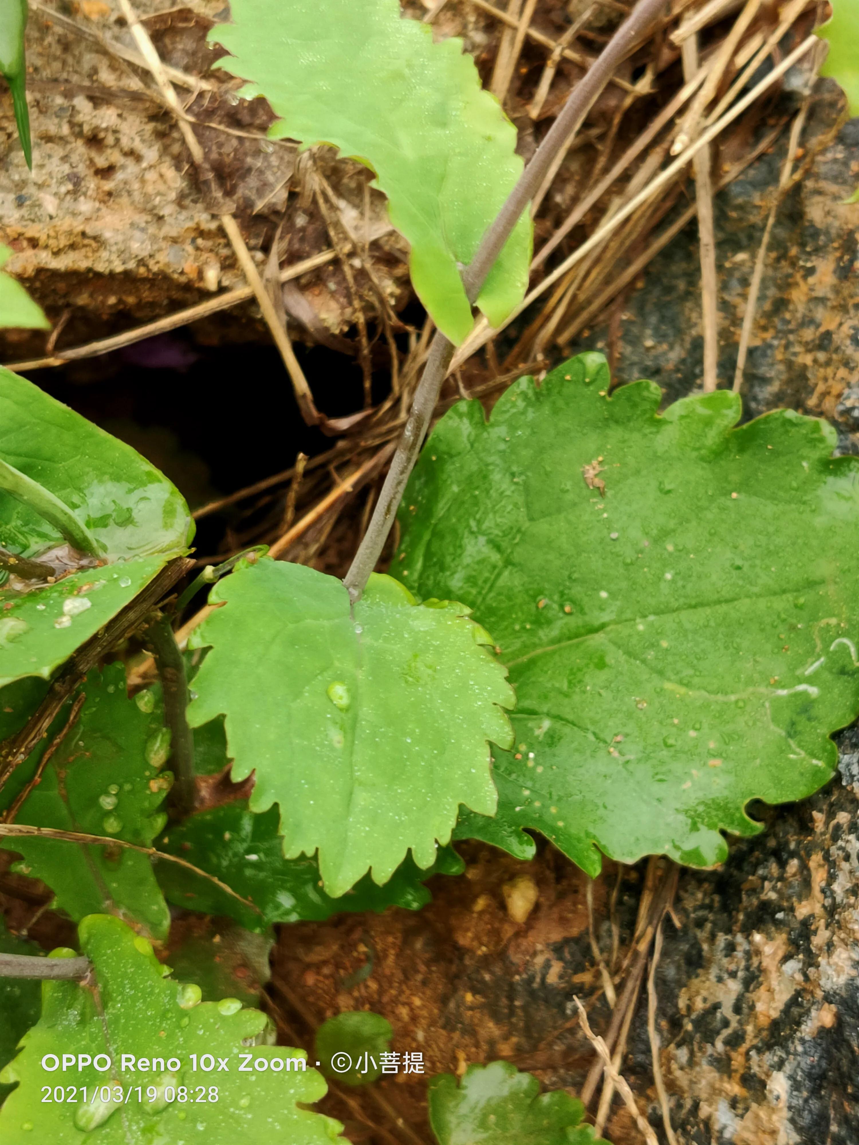 这种植物为成就蜀国屡次北伐功不可没