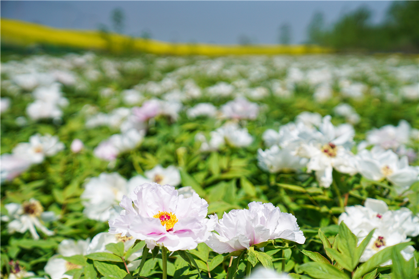 我和宿州有个约会,一场花事,一次慢旅行,探寻最烟火的宿州味道