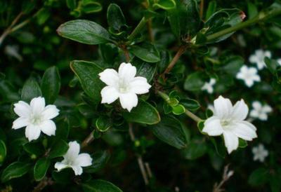 原谅我知识浅薄,原谅我知识浅薄这什么意思