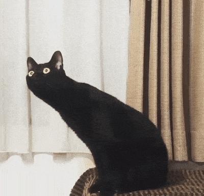 谁说黑猫不能带来好运,为什么都说黑猫不吉利