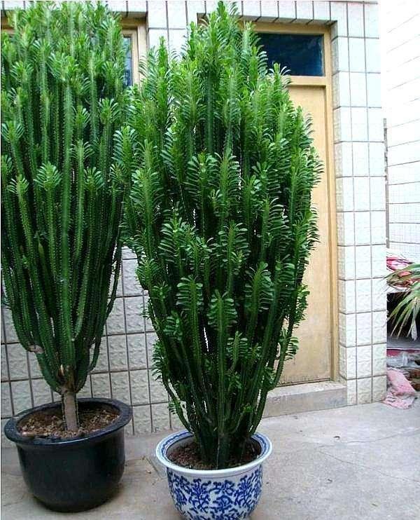 富贵花金玉满堂怎么栽培,6种长寿花能活一百年漂亮又吉利