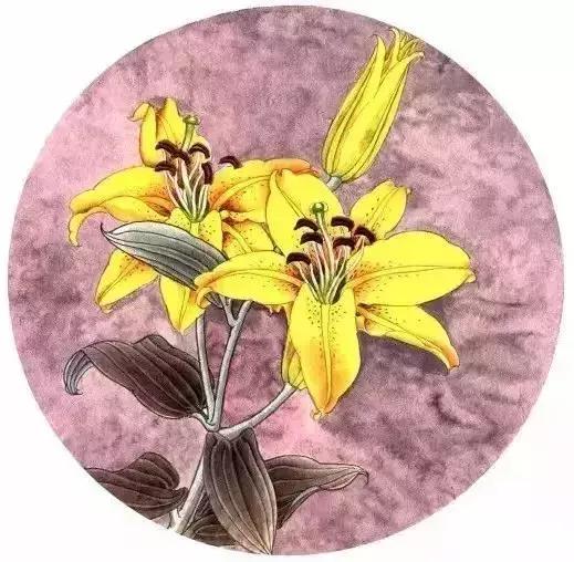 工笔百合花朵设色步骤,工笔重彩油画百合