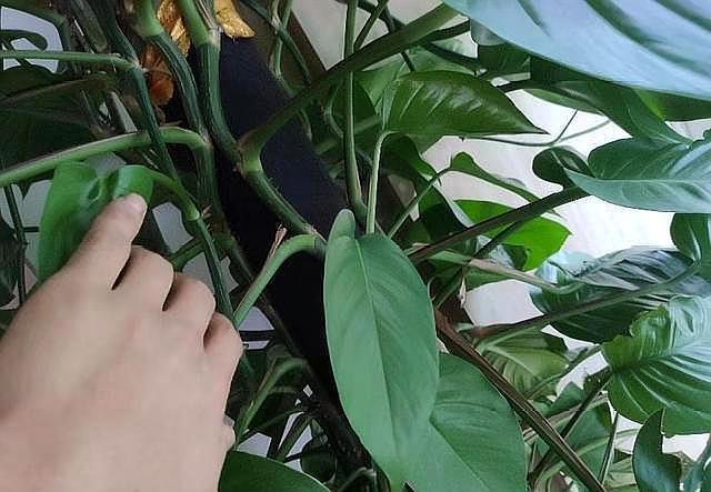 大叶绿萝黄叶怎么补救最快方法,大叶绿萝枝叶耷拉但是叶片不黄