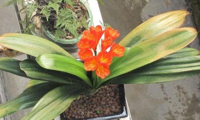 君子兰长出了侧芽怎么养护,君子兰怎么养护容易长侧芽