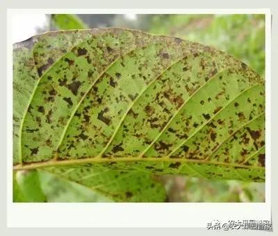 核桃黑果是什么病喷什么药,治疗核桃黑斑病的一般杀菌剂
