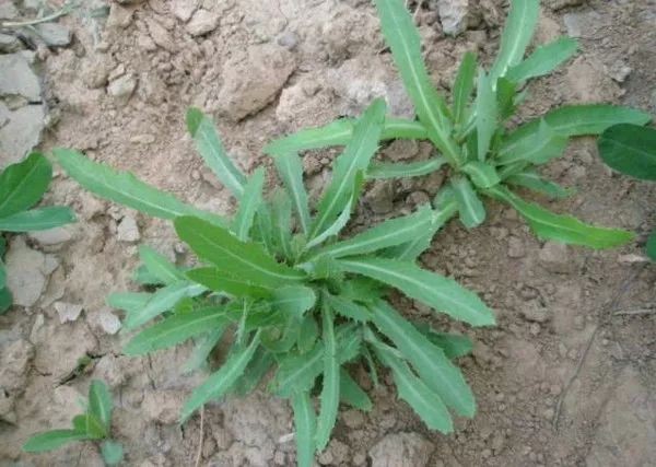 适合山东地区种植的珍稀树种,十种常见观赏草有哪些