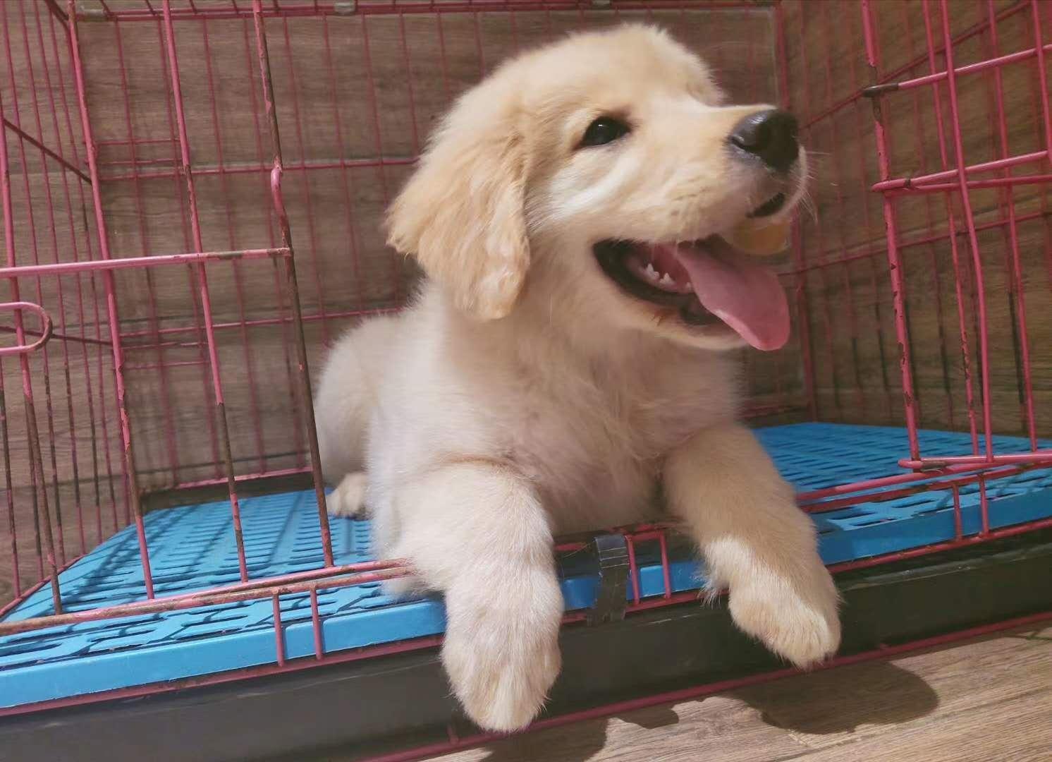 宠物寄养有什么威胁,宠物寄养店风险