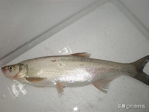 手竿钓翘嘴鱼方法与技巧,手竿翘嘴鱼怎么钓最好