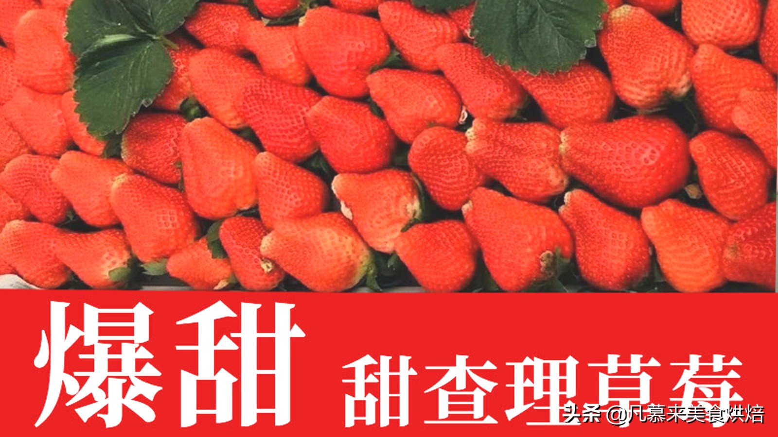 草莓哪个品种最好吃又好种,2018产量最好最大的草莓品种