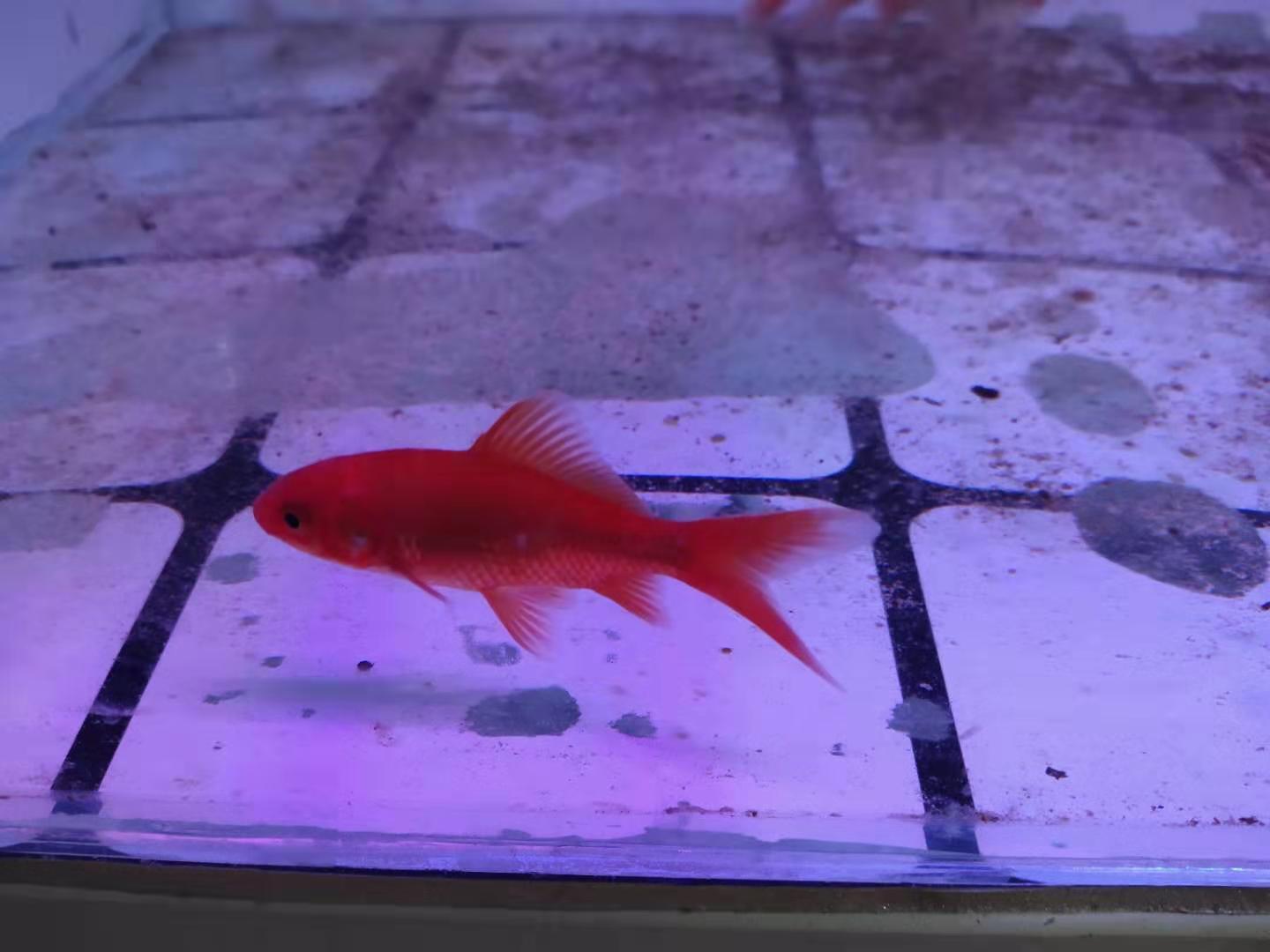 饲料鱼品质的好坏，决定中大型观赏鱼的体质，我们应该如何选择？