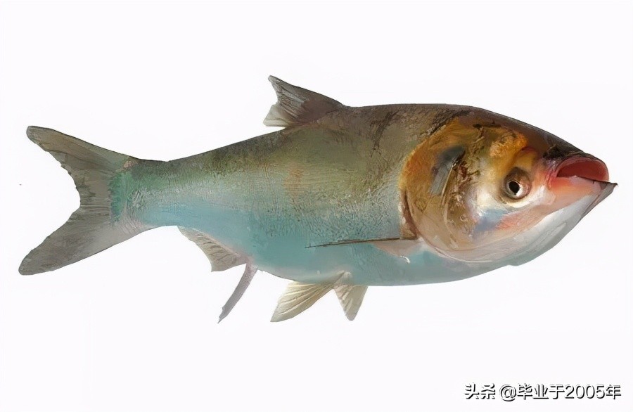 大连旅顺野钓淡水鱼的地方,大连近海常见鱼类图鉴