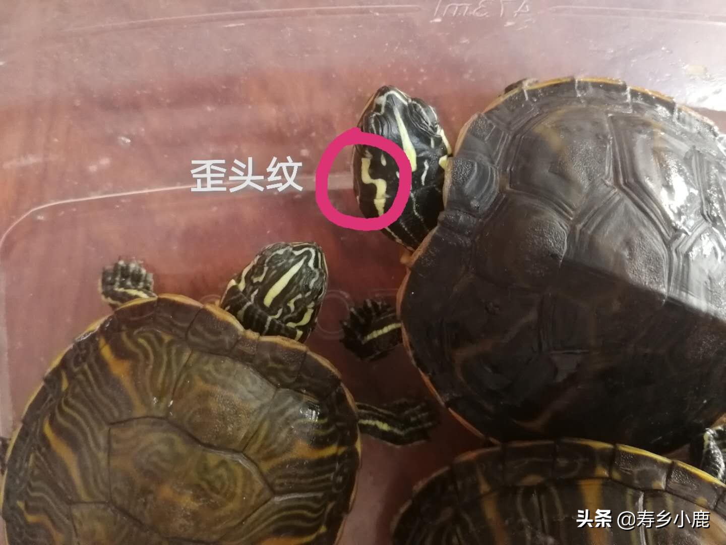 火焰龟歪头纹是怎么样的,火焰龟歪头纹有变异基因吗