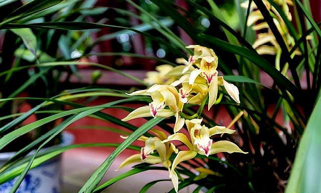 种兰花是松树皮好还是松树屑好,养兰花用松树皮和松树果