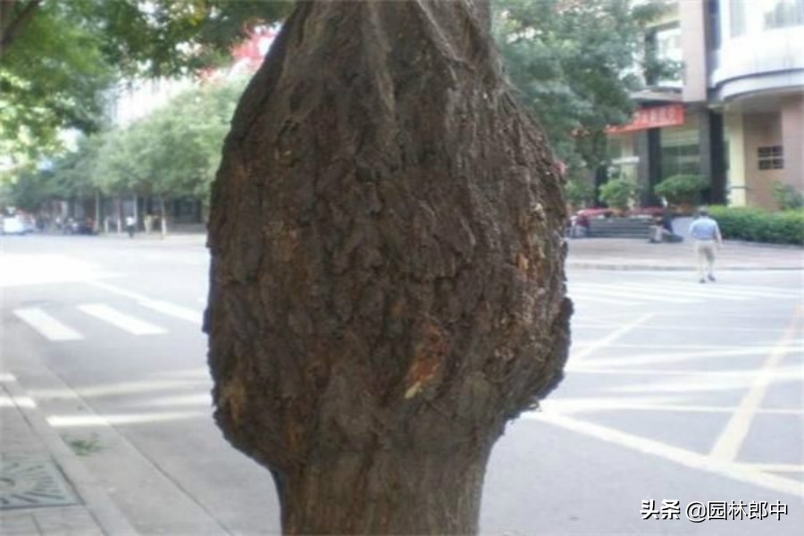 国槐树干长疙瘩怎么回事,国槐树长瘤子怎么办