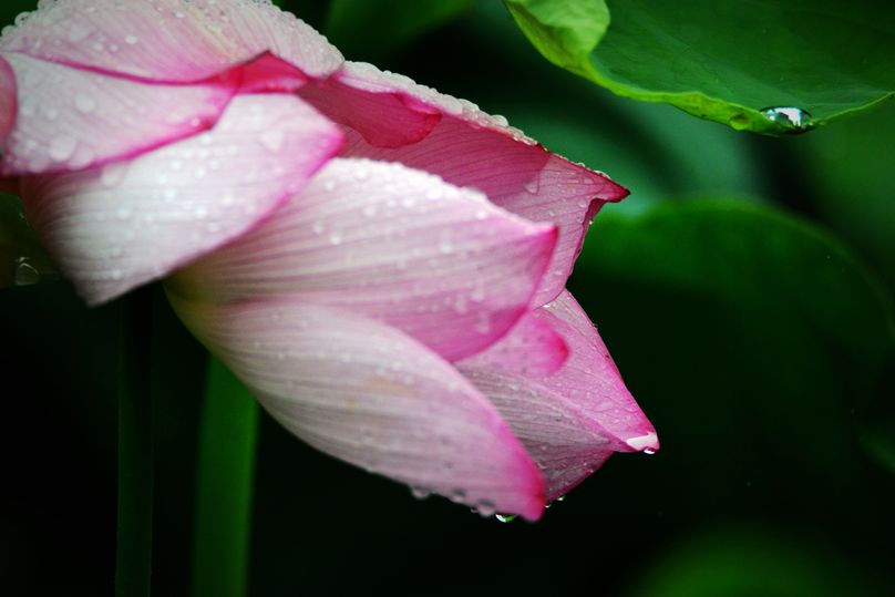 常德，那些惊艳夏日的荷花