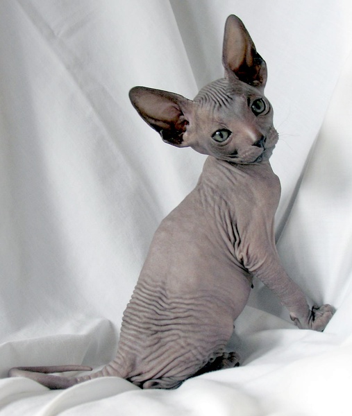 名贵猫咪的品种及图片大全,十大名贵猫咪品种排行榜