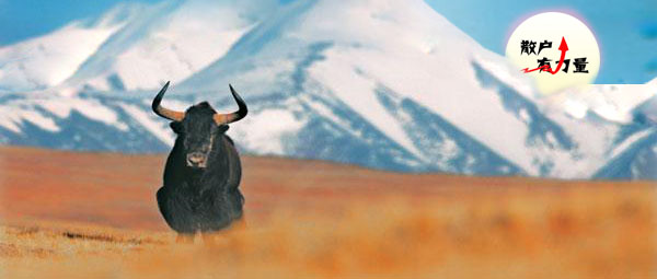 段永平自曝抄底腾讯可信度,段永平抄底腾讯股票多少钱