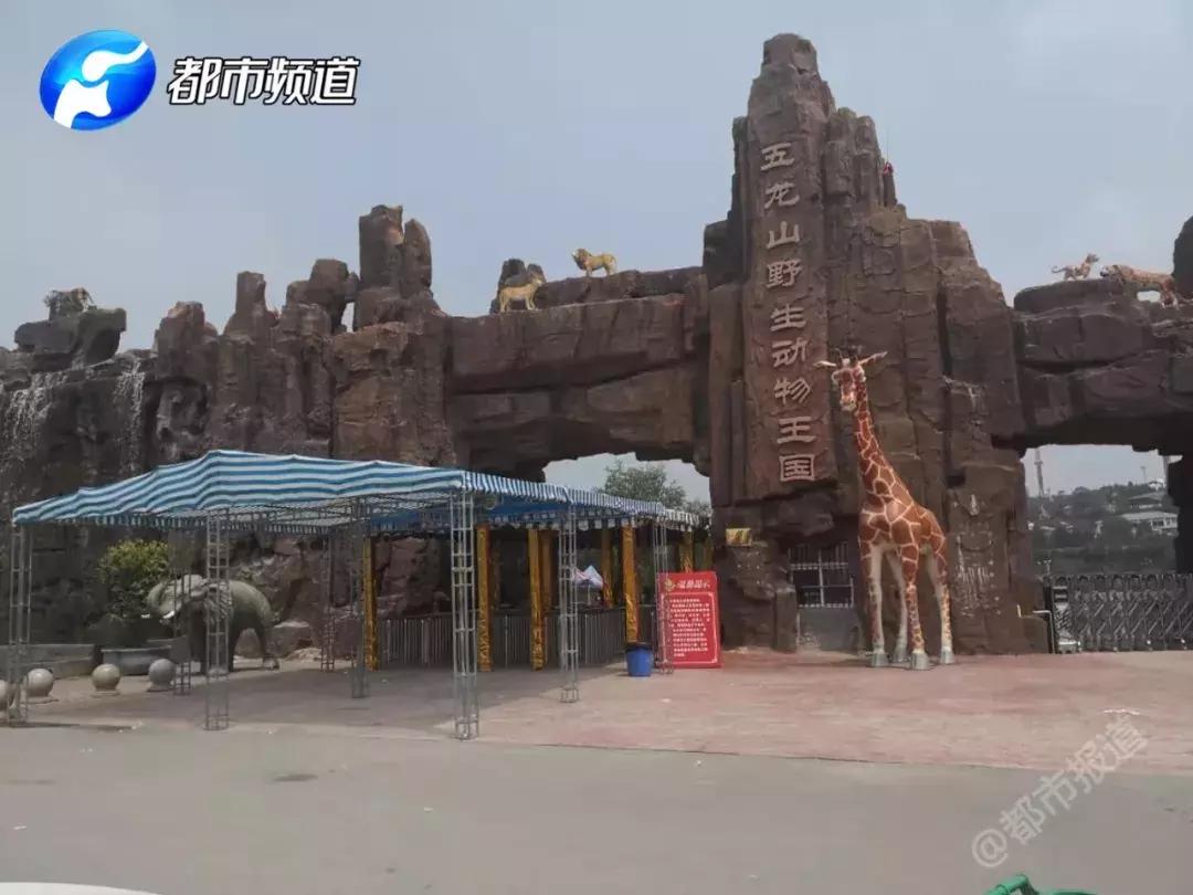 女子被斑马咬掉手指河北廊坊,21岁女孩喂斑马被咬