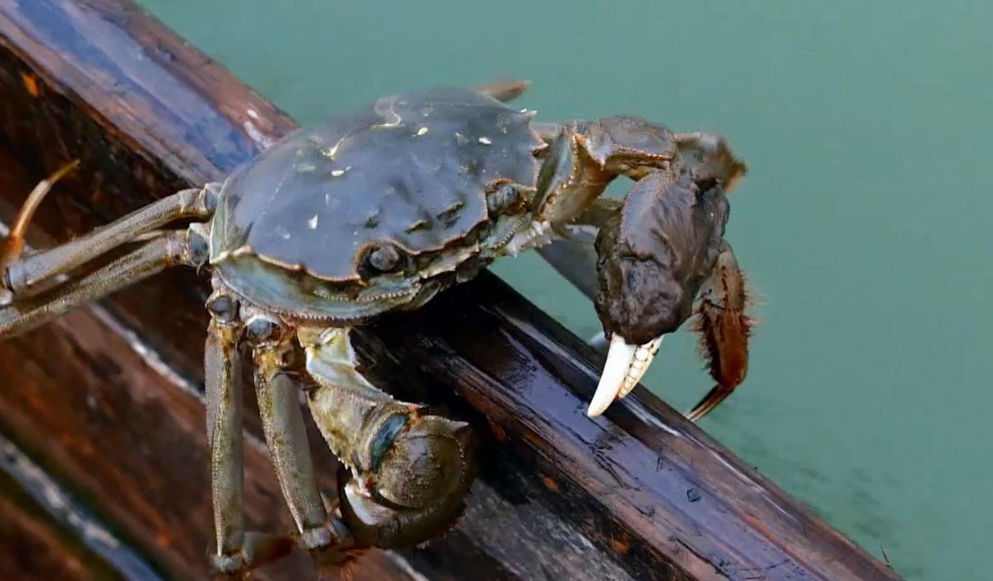阳澄湖大闸蟹什么时间吃最合适,阳澄湖大闸蟹啥时候吃最好
