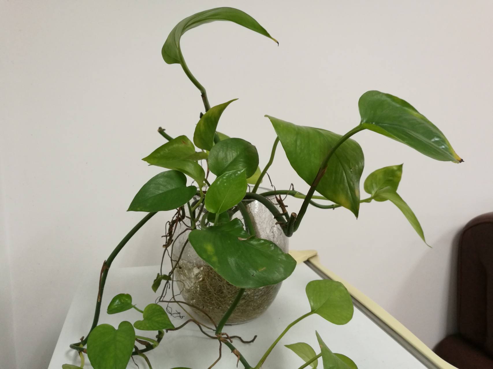 绿萝叶子冻伤掉完了就剩藤条了,绿萝冻伤怎么修剪