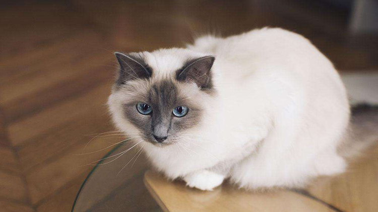 猫咪食欲不振怎么办豆瓣,猫咪食欲不振越来越瘦吃什么药