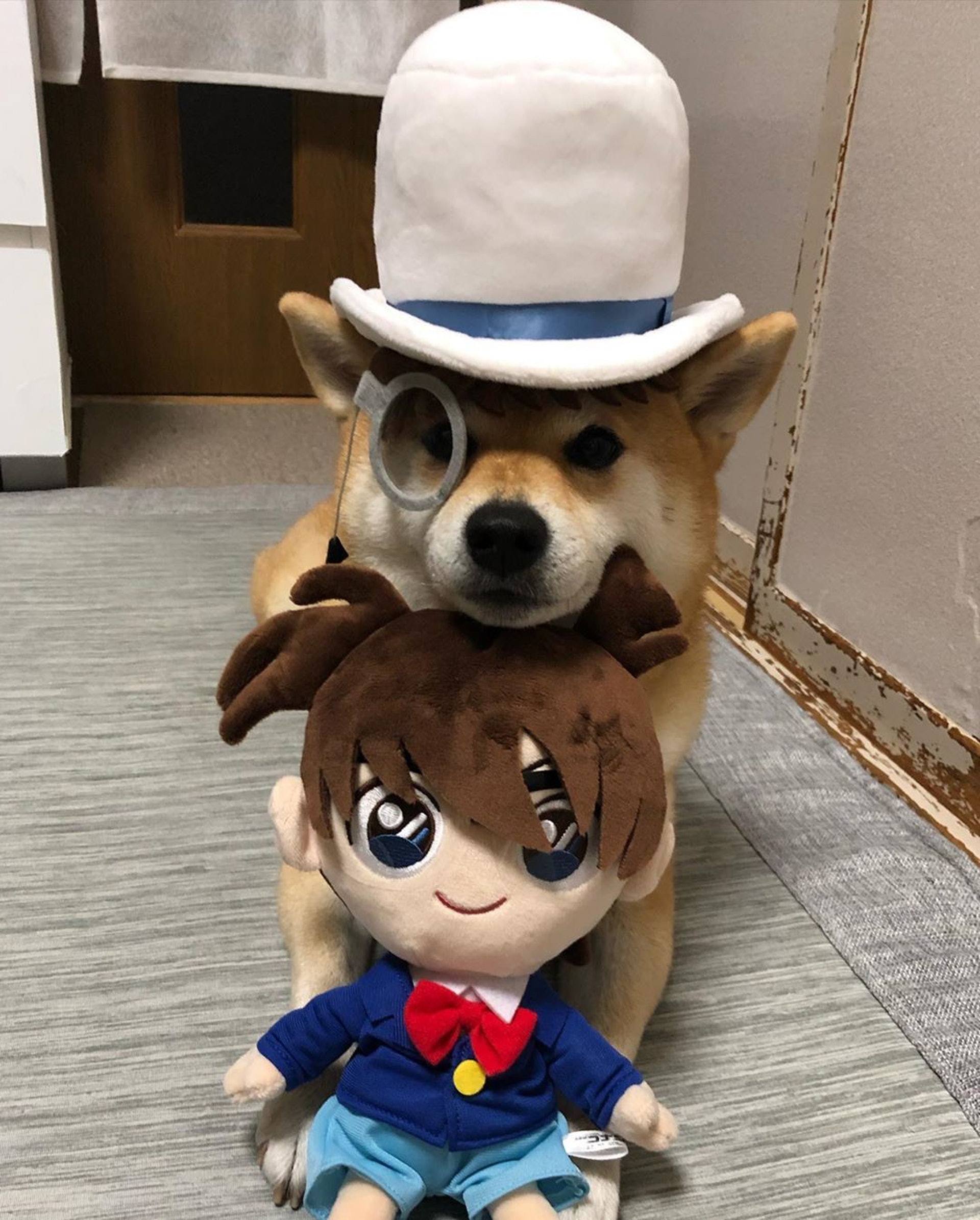 被砖头压住了!影帝柴犬超入戏25个连自己也骗倒的瞬间