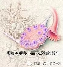 促排卵以后会伤肝肾吗,超促排卵会加速卵巢衰老吗