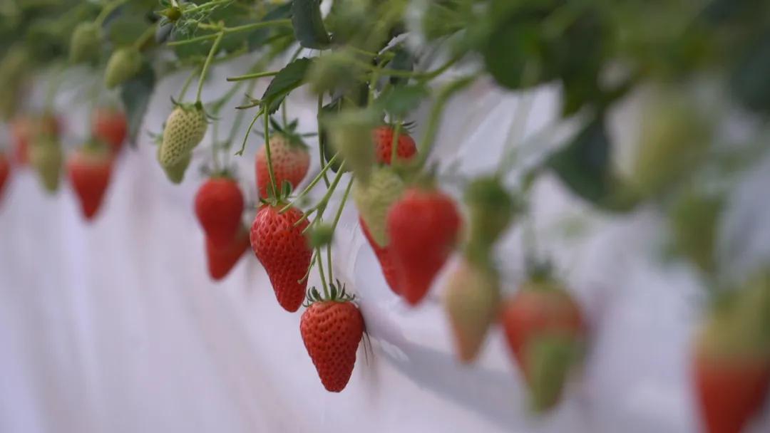 草莓种植前景及收益,草莓种植与效益