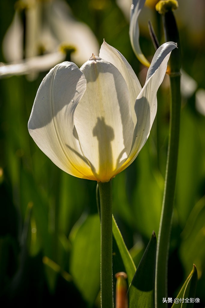 北京国际鲜花港门票优惠,北京国际鲜花港夏天