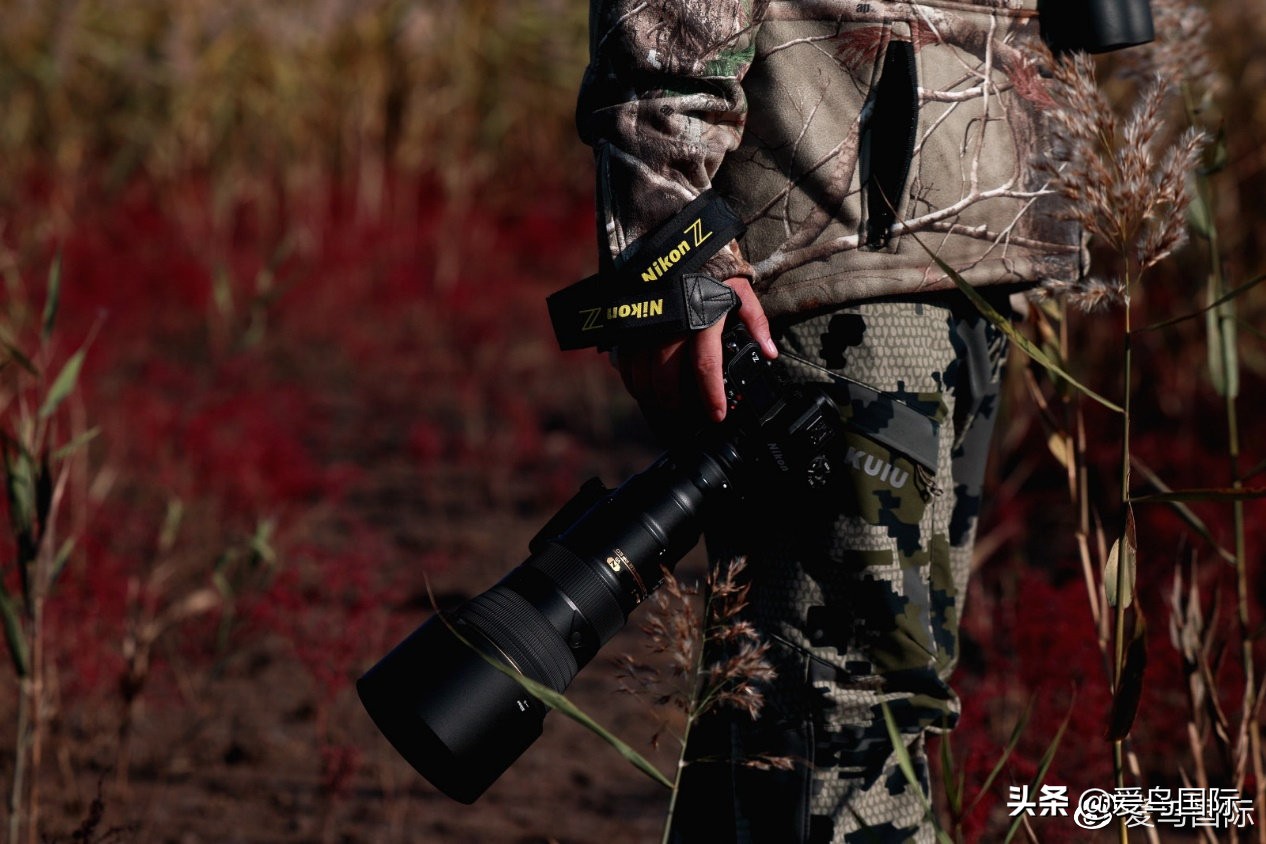 尼康z9有希望更新人像模式吗,尼康z9为什么适合打鸟