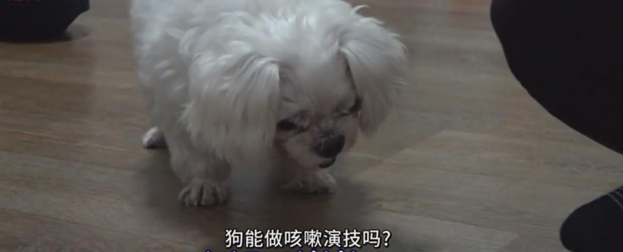 狗狗咳嗽不停可以怎么快速解决,狗狗咳嗽没力气