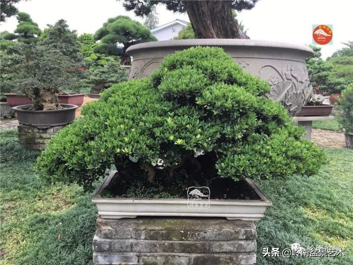 中华蚊母盆景造型,中华蚊母盆景价格