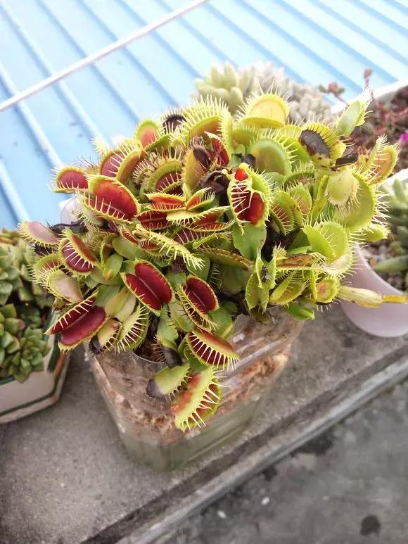 吊兰绿萝花盆制作,用塑料瓶做绿萝吊兰花瓶