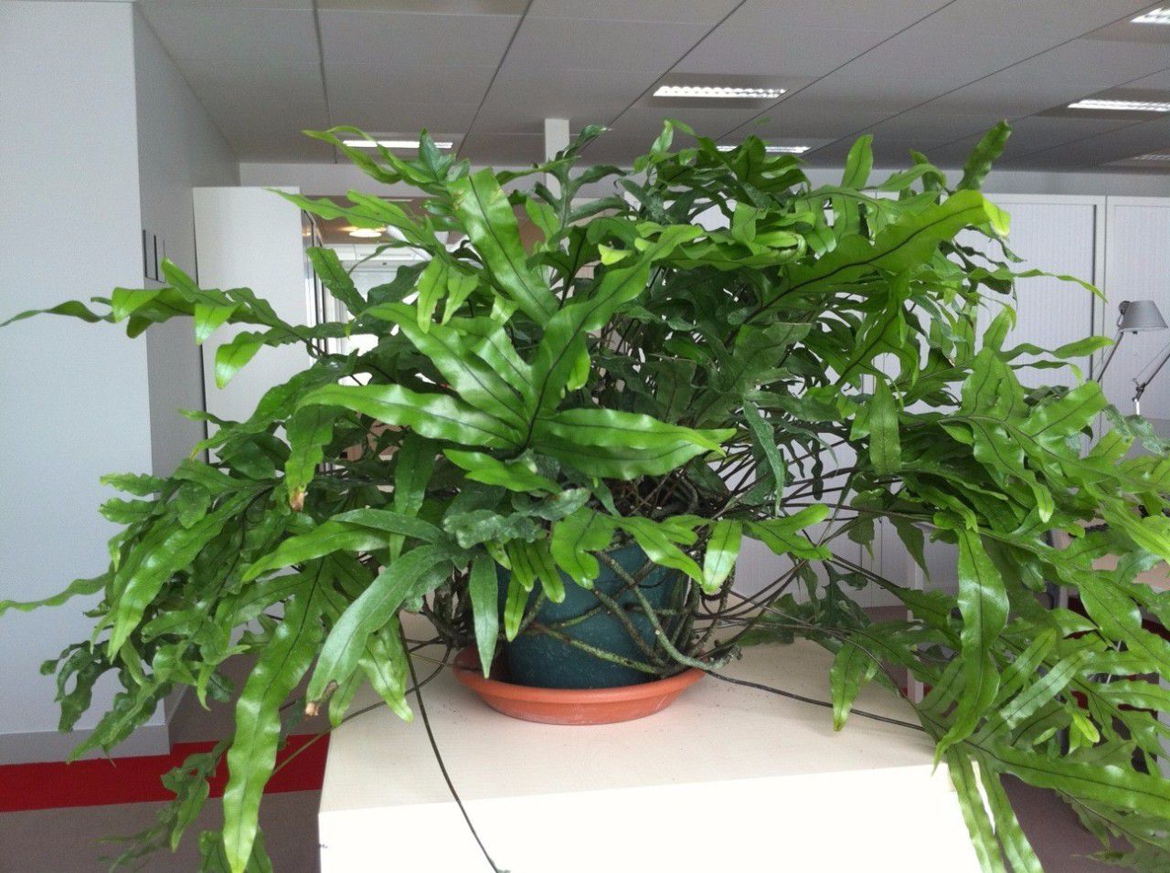 办公室大型盆栽植物大全,办公室不怕冻的绿植盆栽有哪些