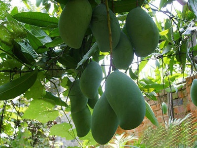 越南香玉芒果大青芒,越南芒果大澳芒