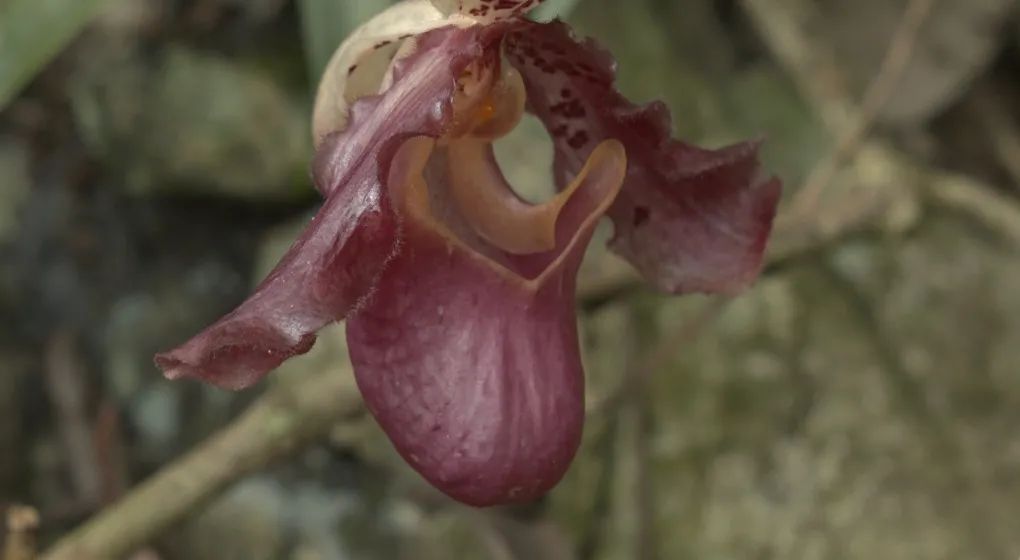 致富经：一株草要价上百万？兰花让我一夜暴富