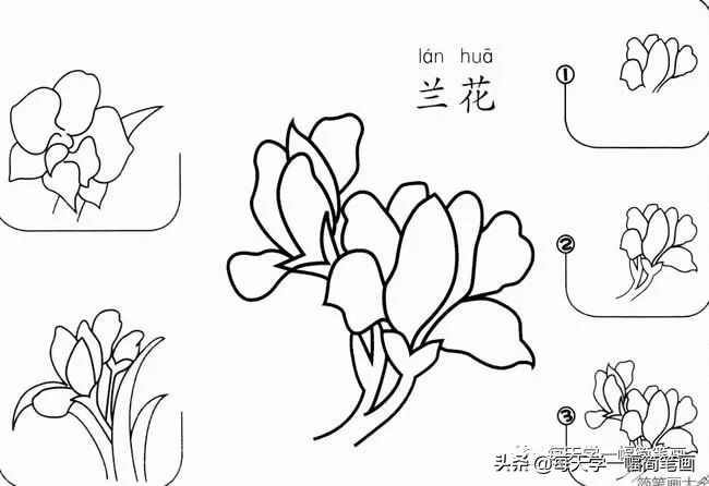 每天一幅简笔画的小教程,简笔画花朵的画法茉莉花