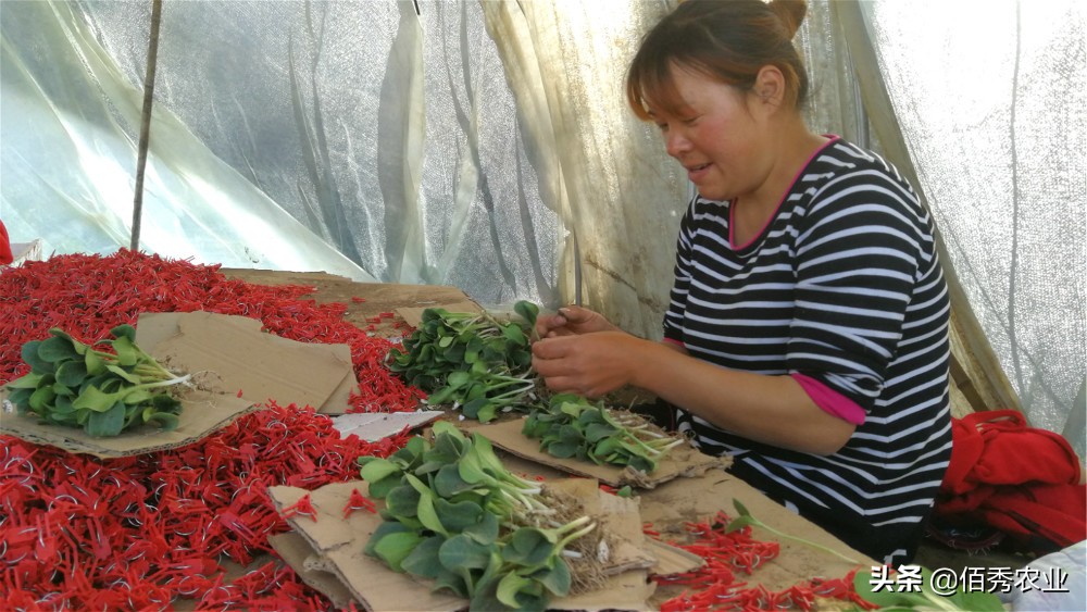4个项目适合农村致富,农村冷门又赚钱的行业