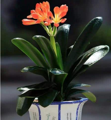 新手养君子兰烂根怎么办,君子兰烂根后怎么养才能长白根