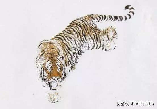 工笔老虎技法教学视频,工笔老虎胸毛的撕毛法