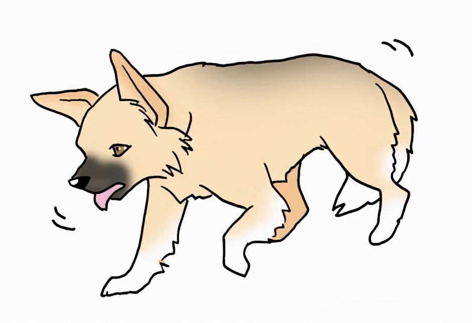 狗狗总是抖是什么意思,狗狗不停打喷嚏是什么原因