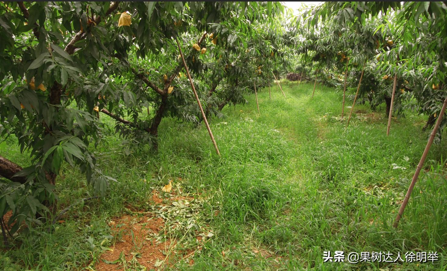 桃树流胶病最有效的防治方法,丁香菊酯能防治桃树流胶病吗