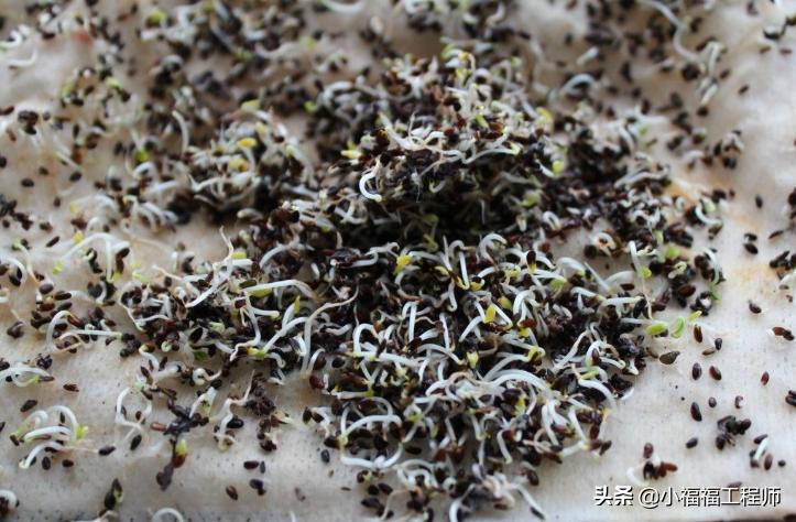 出芽不整齐,催芽一直没出芽怎么办