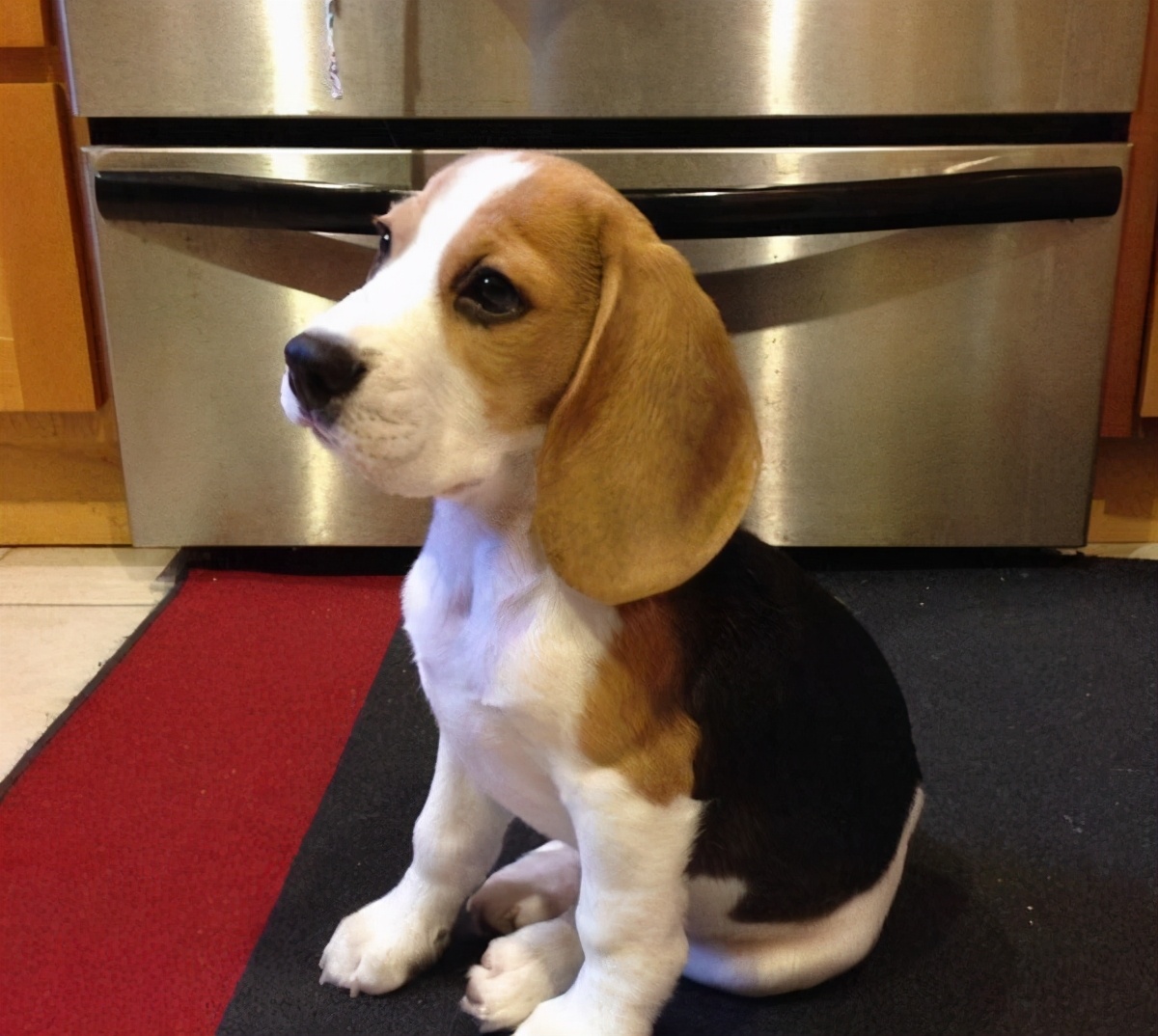 养的四种狗狗打死也别养,千万不要养的狗狗有哪些