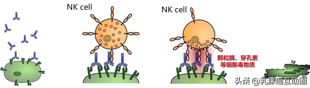 伊尼妥单抗和曲妥珠单抗价格,伊尼妥单抗新药启动大会