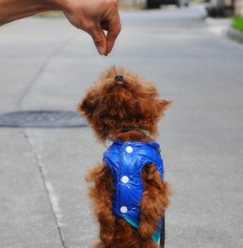 训犬的10大禁忌,训练贵宾犬最好的方法